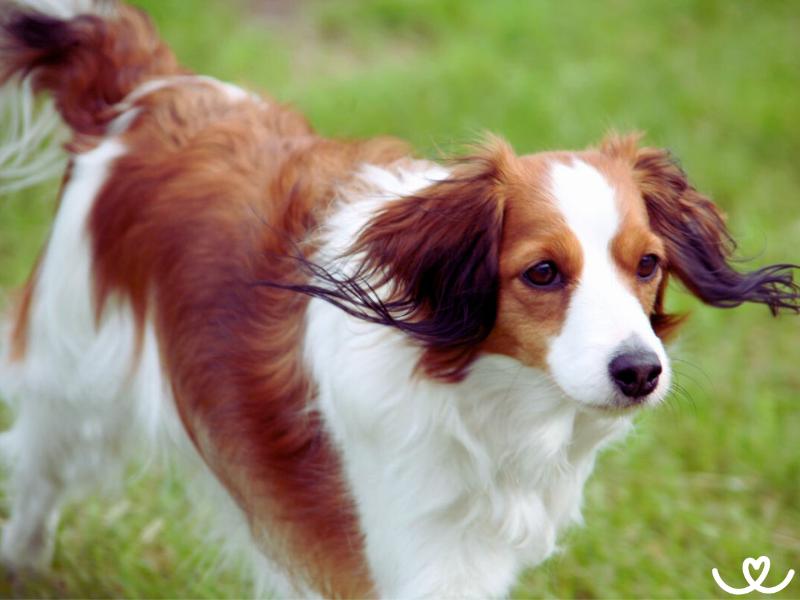 Psi-plemeno-kooikerhondje (3)